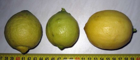 zleva dva citrony Pavlovské a Lisbon