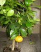 Dozrávají plod mandariny Karlik