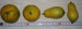 zleva: plody Karlik,citron Lunario