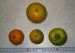 nahoře Karlik ,dole dva plody Marisol a citron Yuzu