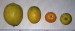 zleva citrony Lisbon,Meyer,kalamondin a,yuzu,
